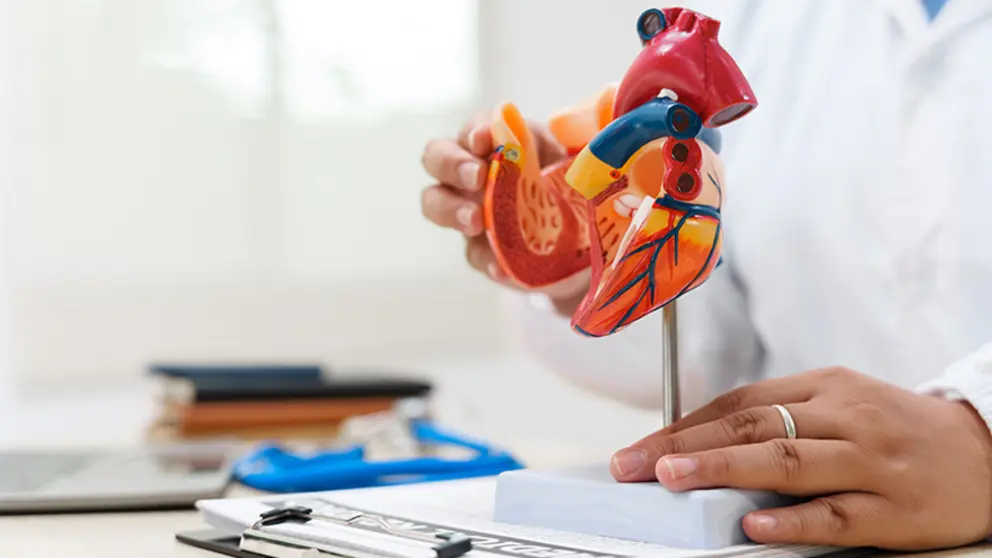 Imagen recurso de corazón (Foto: Envato)